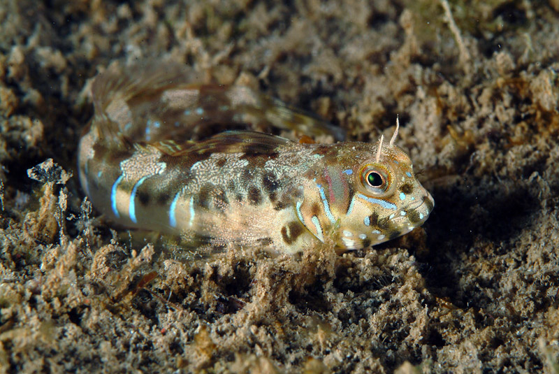 Aidablennius sphynx (Valenciennes, 1836)